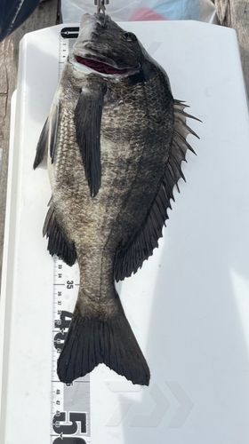クロダイの釣果