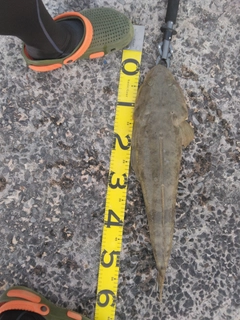 ミナミマゴチの釣果