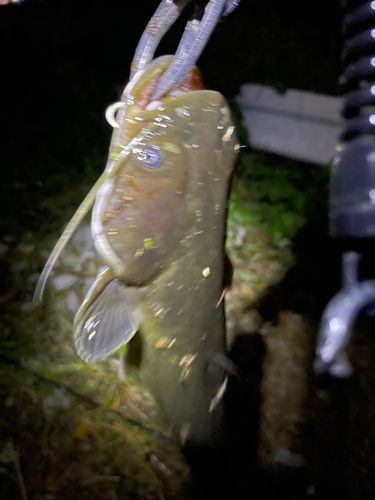ナマズの釣果