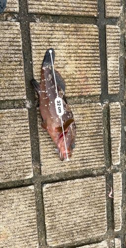 キジハタの釣果