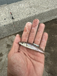 シロギスの釣果