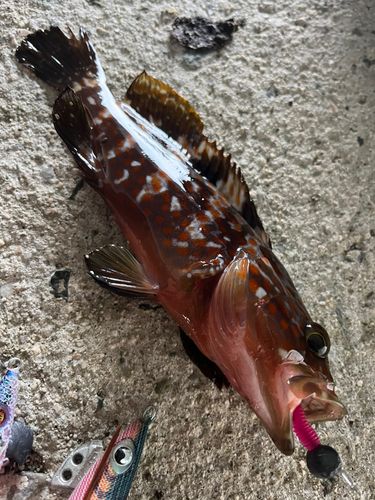 キジハタの釣果