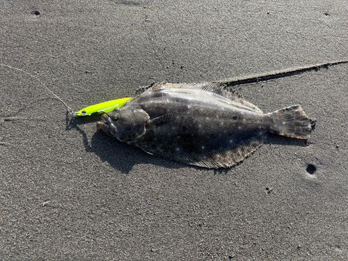 ヒラメの釣果