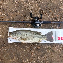 ラージマウスバス