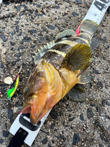アオハタの釣果