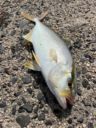 カンパチの釣果