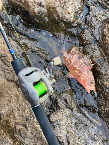 キジハタの釣果