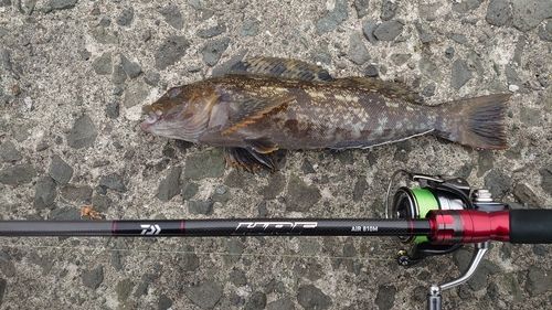 アイナメの釣果