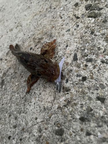 ガシラの釣果