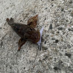 ガシラ