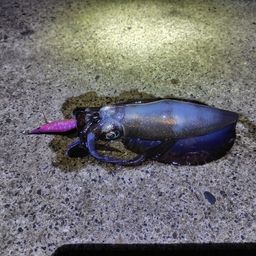 アオリイカ