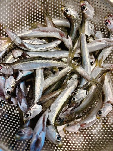 イワシの釣果