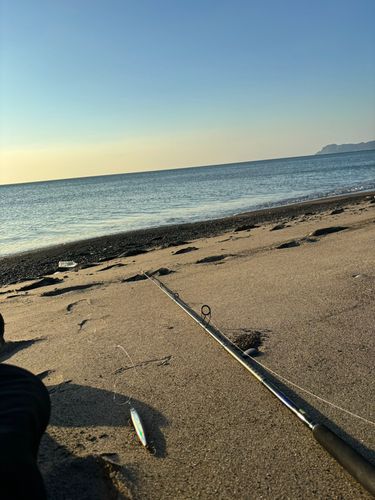 ワカシの釣果
