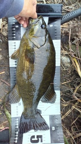 スモールマウスバスの釣果