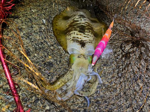 アオリイカの釣果