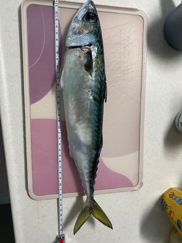 サバの釣果