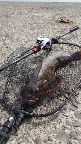 アイナメの釣果