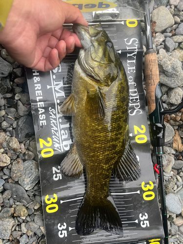 スモールマウスバスの釣果