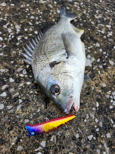 キビレの釣果