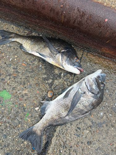 チヌの釣果