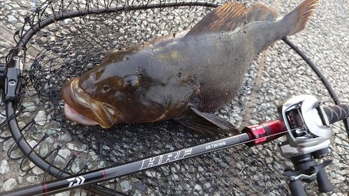 アイナメの釣果