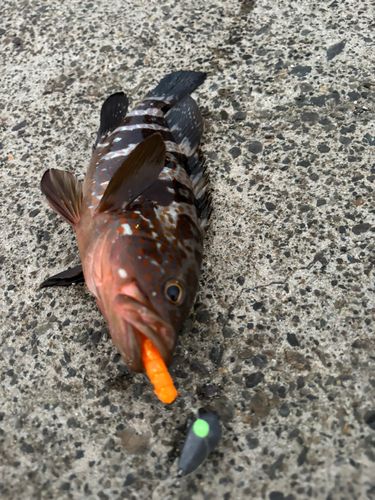 キジハタの釣果