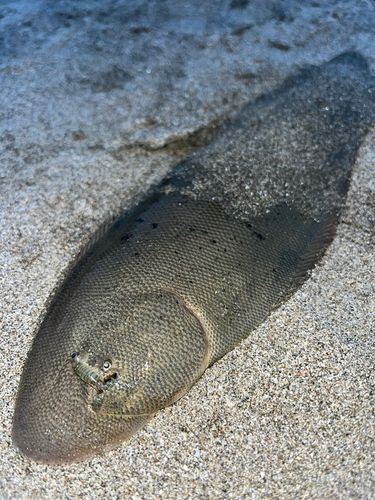 シタビラメの釣果