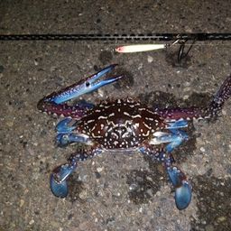 タイワンガザミ