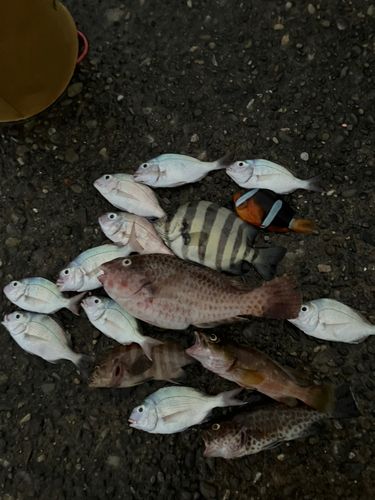ブダイの釣果