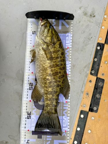 スモールマウスバスの釣果