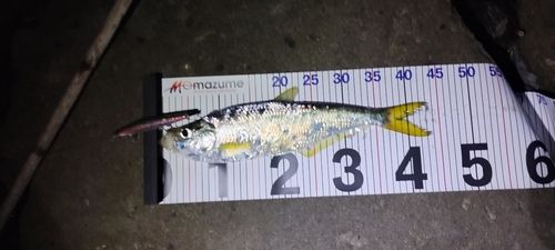 ヒラの釣果