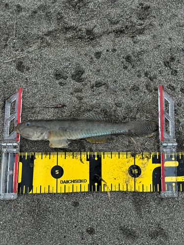 ハゼの釣果