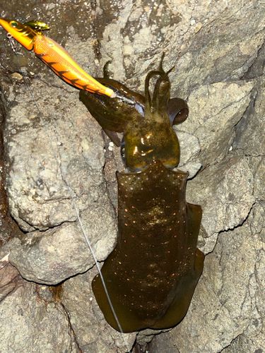 アオリイカの釣果