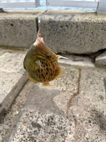カワハギの釣果