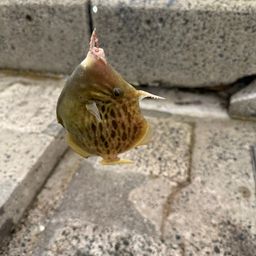 カワハギ