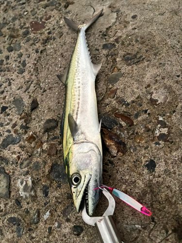サゴシの釣果