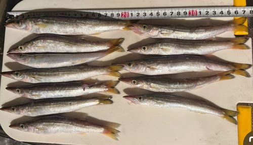 カマスの釣果