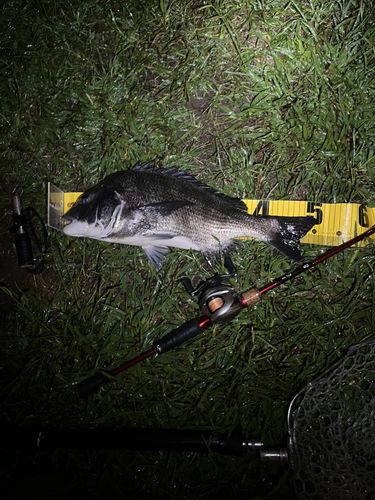 クロダイの釣果