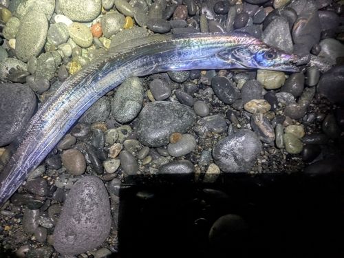 タチウオの釣果