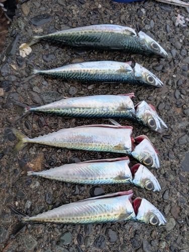 ゴマサバの釣果