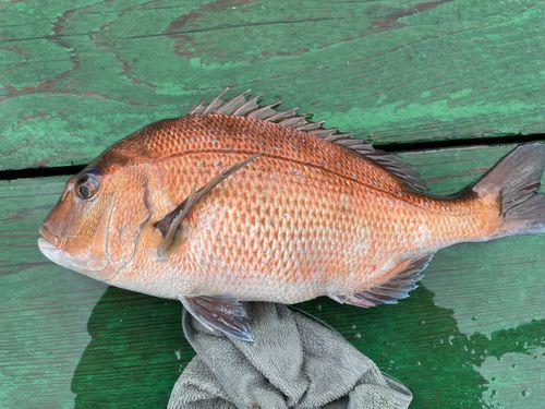 マダイの釣果
