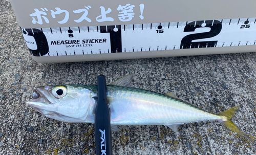 サバの釣果