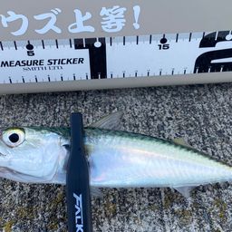 サバ