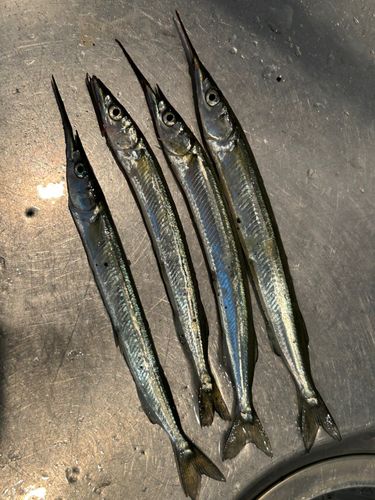 サヨリの釣果