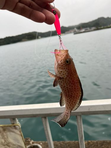 オオモンハタの釣果