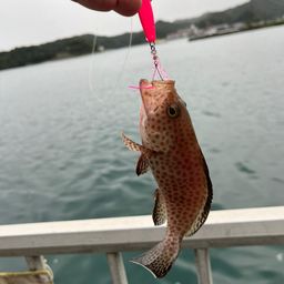 オオモンハタ