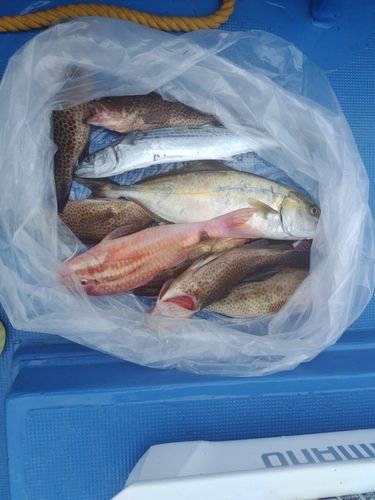 シオの釣果