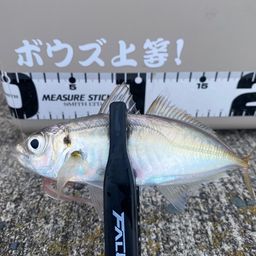 アジ