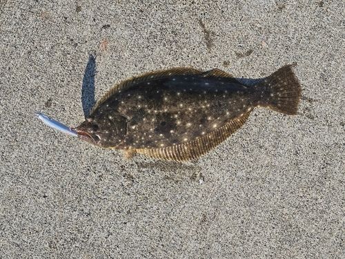 ヒラメの釣果