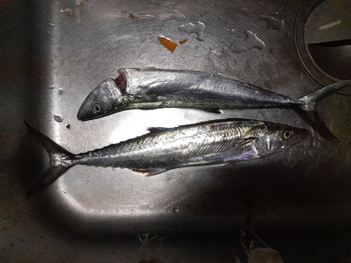 サゴシの釣果